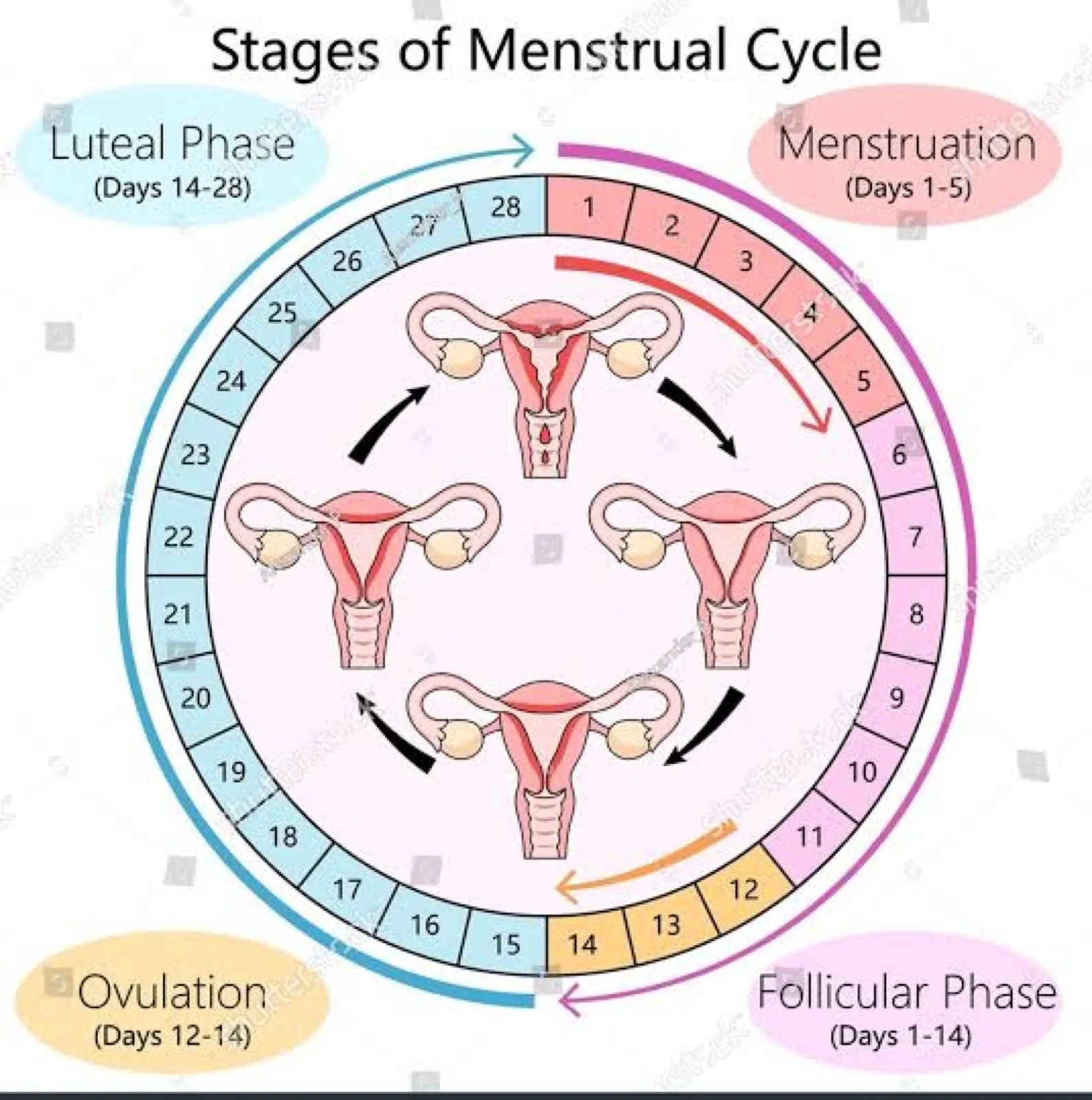 5 Simple Tips for a Healthier Menstrual Cycle