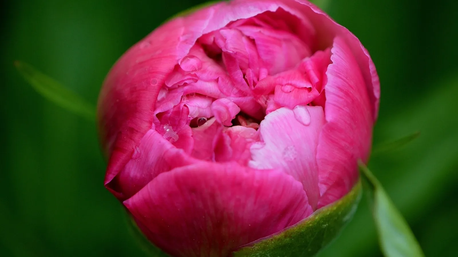 A closed pink peony bud with dew drops against a soft green background