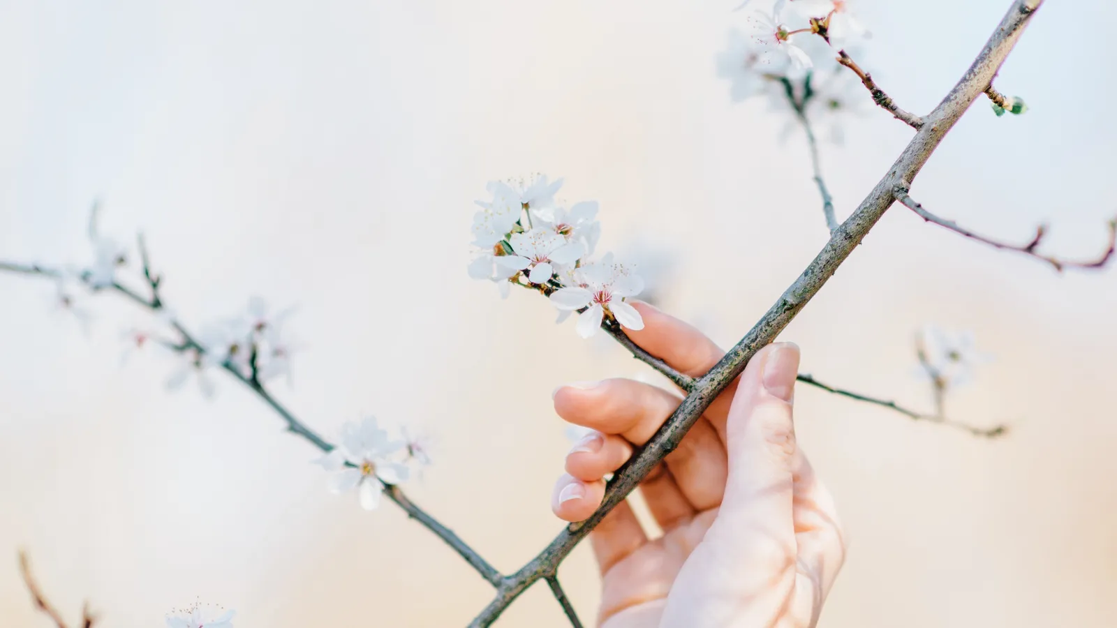A hand gently touching a branch of pale spring blossom against a soft sky, representing the fertile window