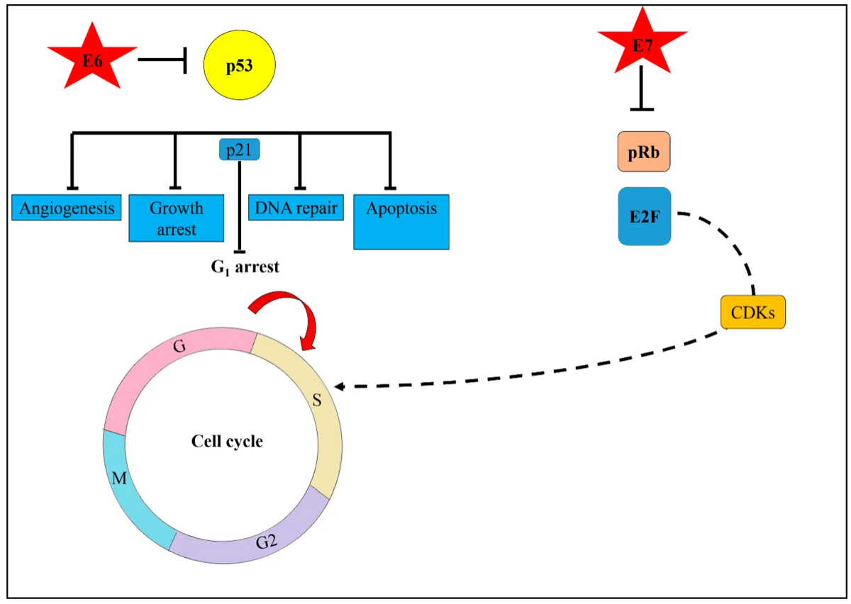 A diagram showing how persistent high-risk HPV infection can lead to cell changes and, over years, cervical cancer