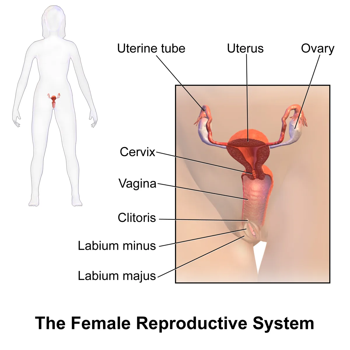Labelled diagram of the female reproductive system showing the uterus, ovaries, fallopian tubes, cervix, and vagina